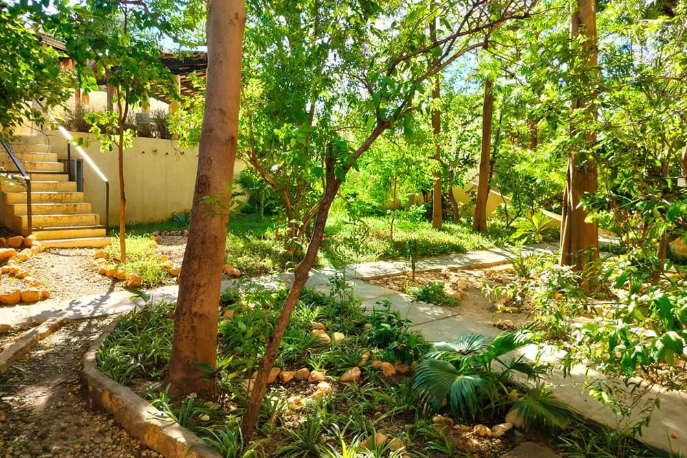 cote-jardin-moringa