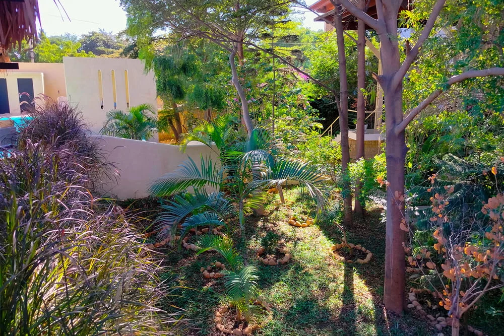 cote-jardin-moringa